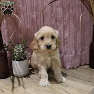 Macy, Mini Goldendoodle Puppy